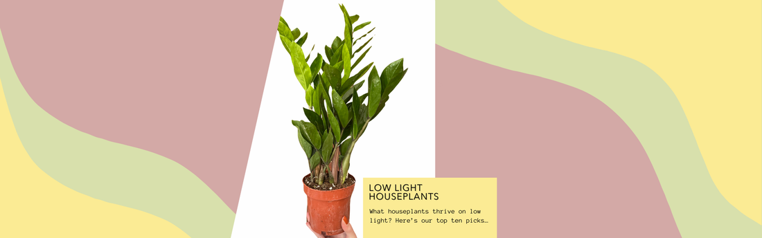 10 Best Low Light Houseplants That Thrive Indoors (Even If You Don’t Have a Green Thumb!)