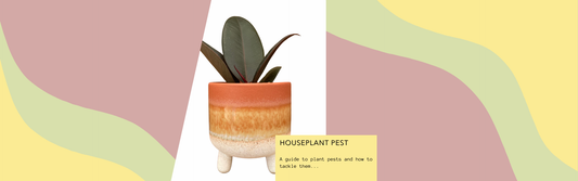 How to Identify and Tackle Houseplant Pests: A Comprehensive Guide