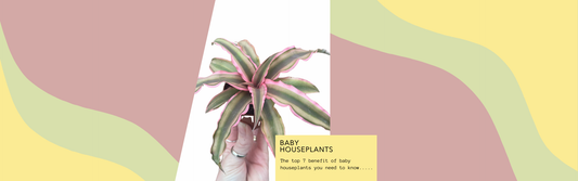 The Top 7 Benefits of Baby Houseplants You Need to Know