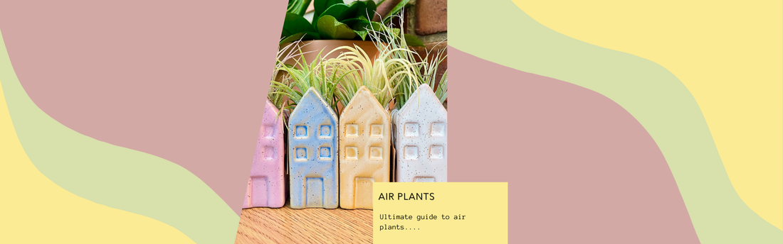 The Ultimate Guide to Air Plants: Care Tips, Benefits, and Styling Ideas