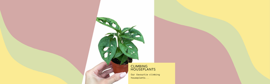 The Best Climbing Houseplants to Beautify Your Home