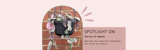 string of hearts houseplant