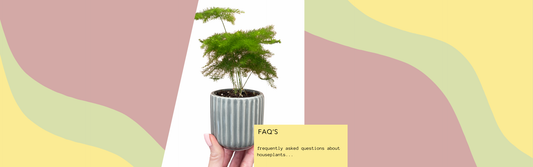 Your Ultimate Guide: Frequently Asked Questions About Houseplants