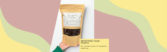 The Ultimate Guide to Repotting Houseplants: When, Why, and How?