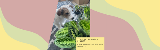 Top 7 Pet-Friendly Houseplants for Your Home