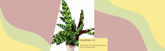 Calathea 101: Everything You Need to Know About This Stunning Houseplant