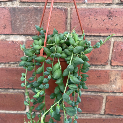 String Of Beads/Senecio Herreianus