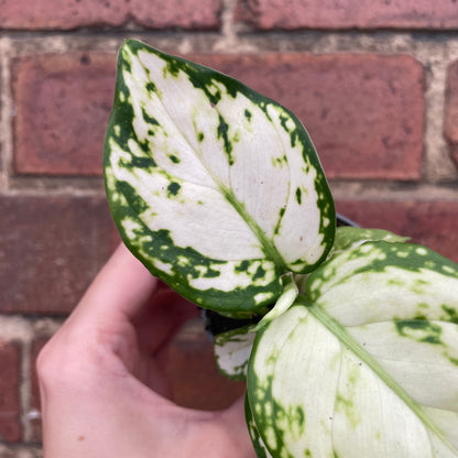 Baby Aglaonema Snowflake