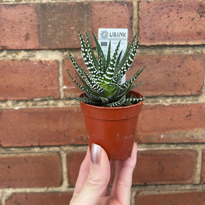 Haworthia Fasciata Alba Succulent Zebra Plant