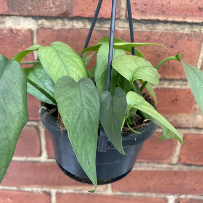 Cebu Blue Pothos