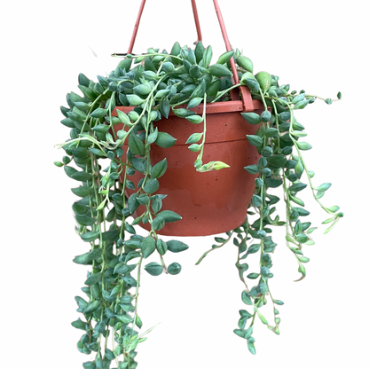 String Of Beads/Senecio Herreianus