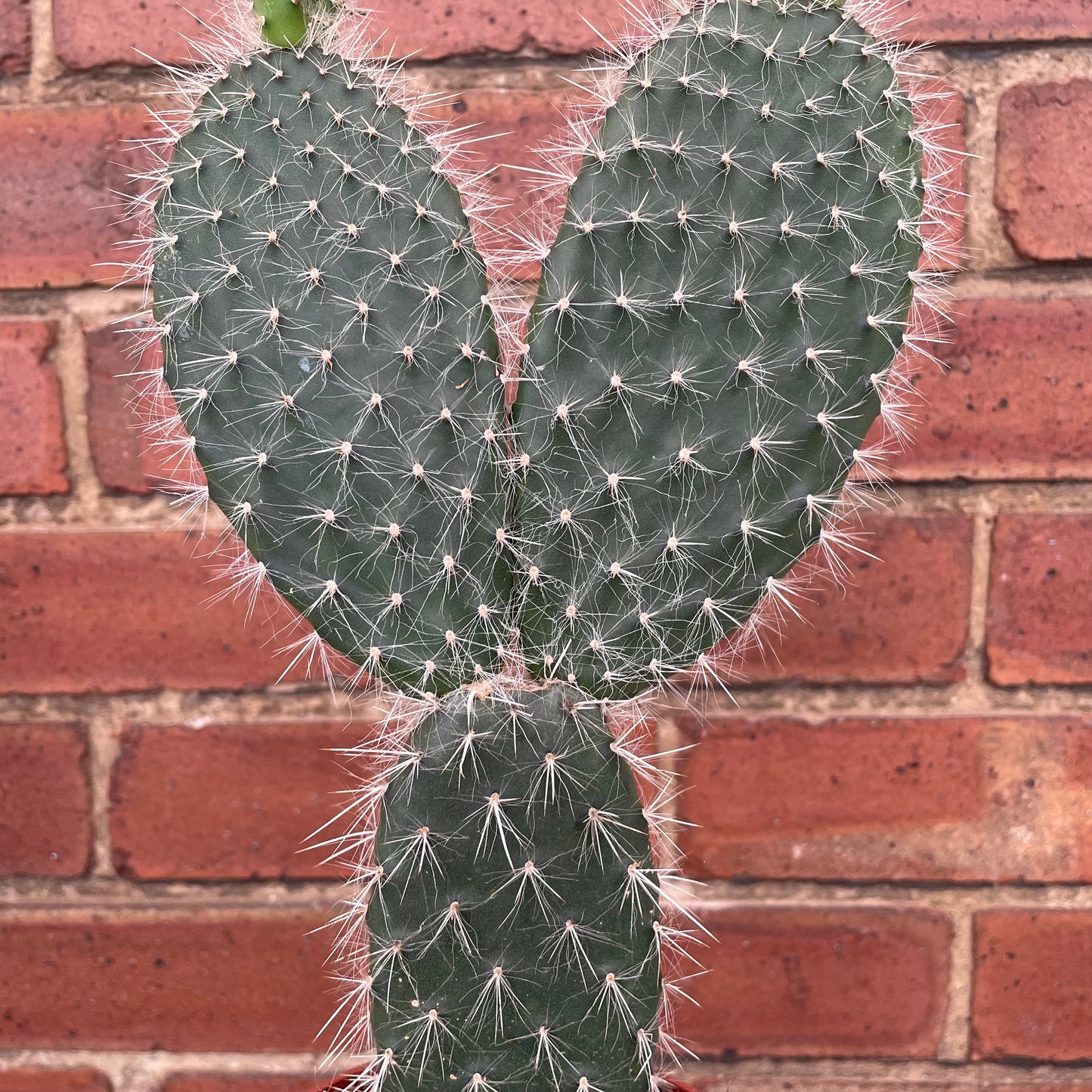 Optunia Pailana Prickly Pear Cactus