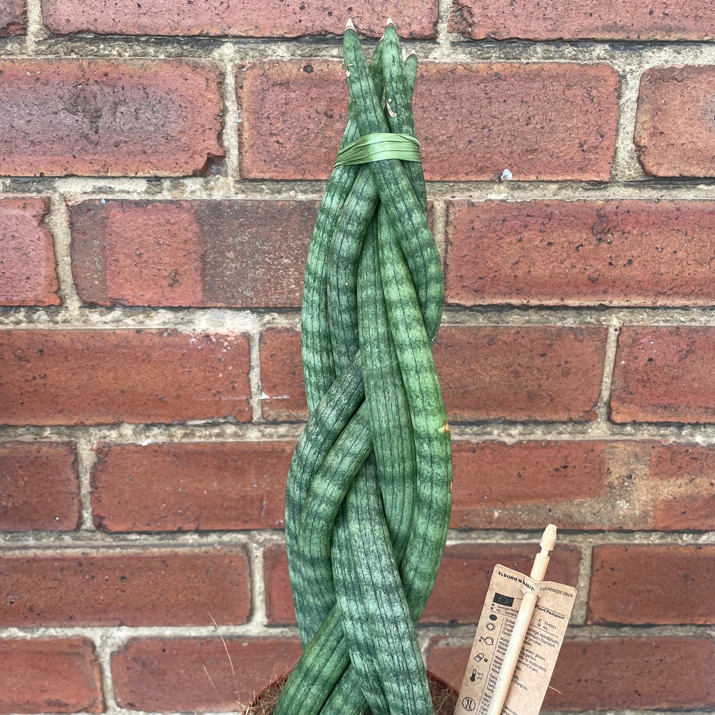 Sansevieria Cylindrica Braided