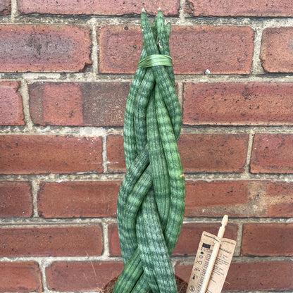Sansevieria Cylindrica Braided