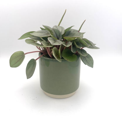 Baby Peperomia Napoli Nights