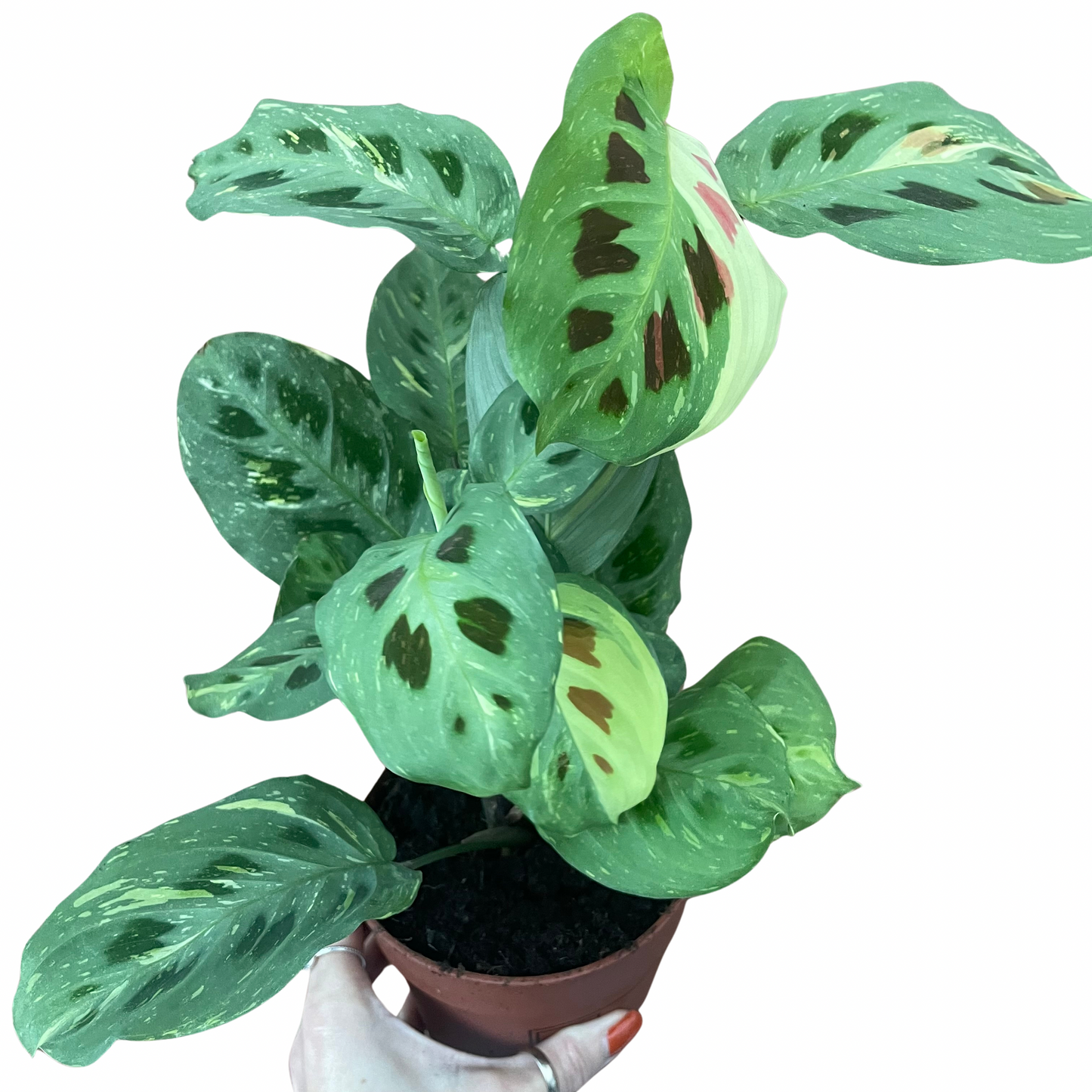 Maranta Kerchoveana Variegata