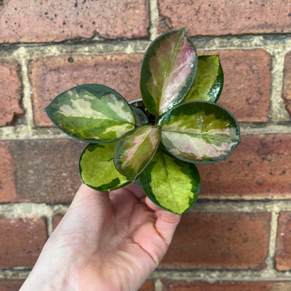 Baby Hoya Australis Lisa