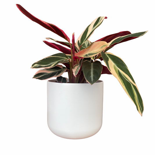 White Lisbon Ceramic Indoor Plant Pot 13.5cm