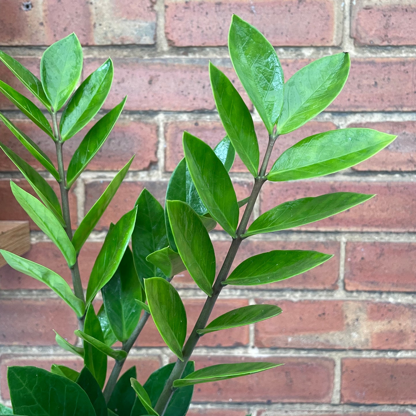 Zamioculcas Zamiifolia/ZZ Plant