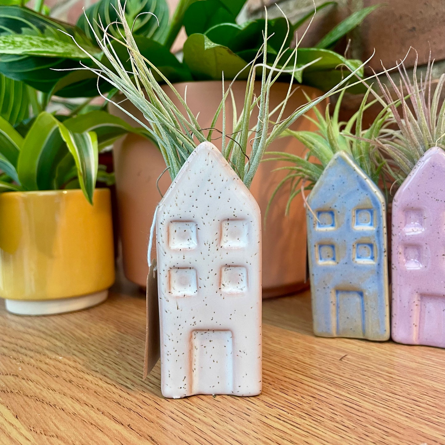 Airplant Tillandsia in Mini Ceramic Pot