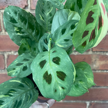 Maranta Kerchoveana Variegata