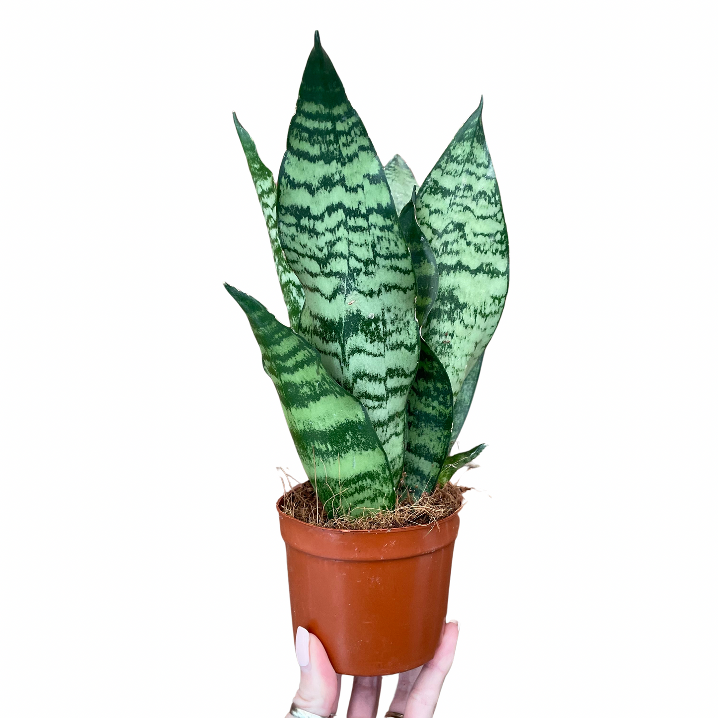 Sansevieria Trifasciata Futura/Snake Plant