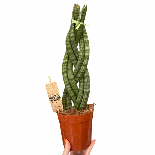 Sansevieria Cylindrica Braided