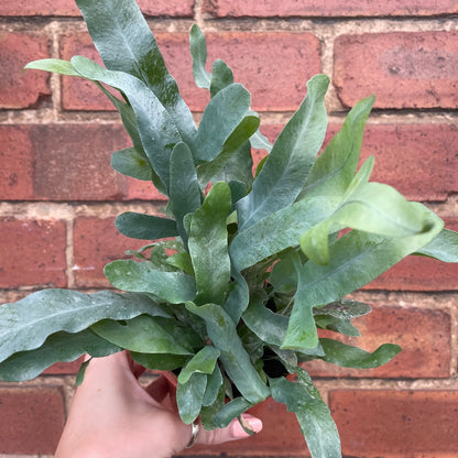 Phlebodium Blue Star Fern