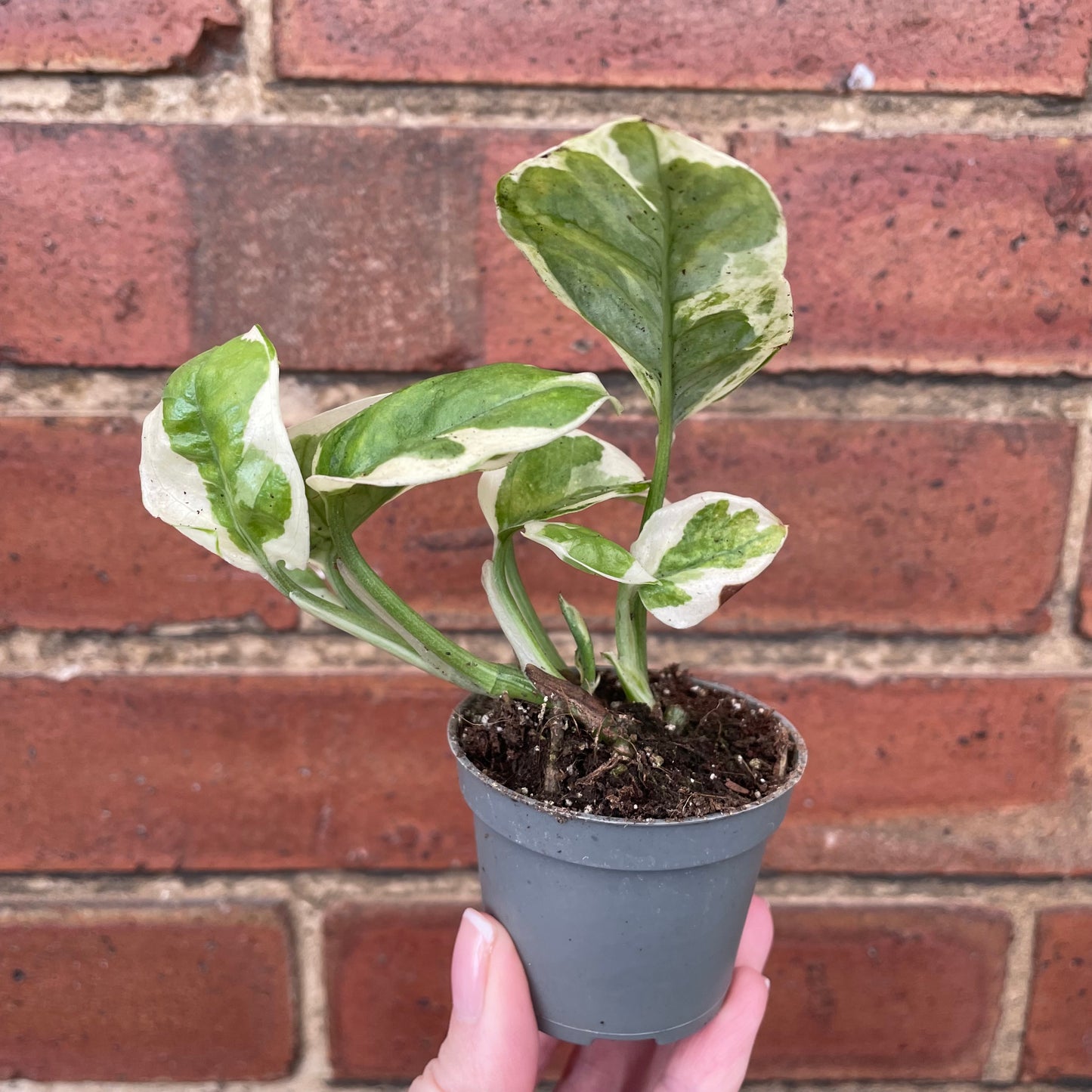 Baby Epipremnum Njoy Pothos