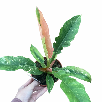 Philodendron Ring Of Fire