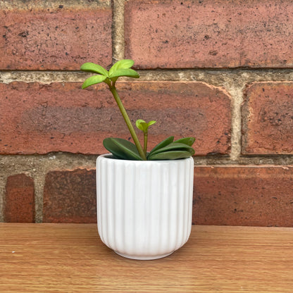 Ridged Design White Mini Plant Pot-7cm