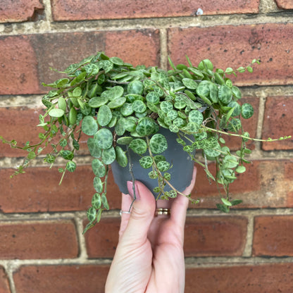 Peperomia Prostrata/String Of Turtles