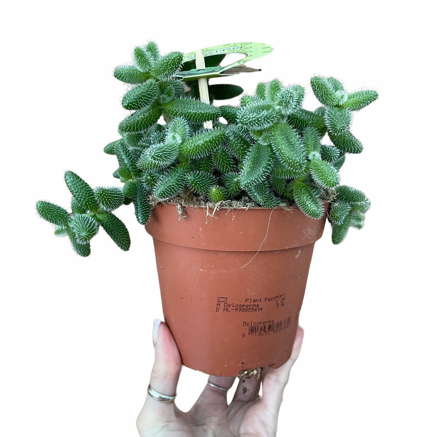 Pickle Plant
