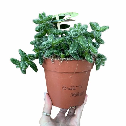 Pickle Plant