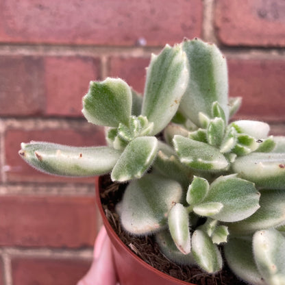 Bear Paw Cotyledon Tomentosa Variegata