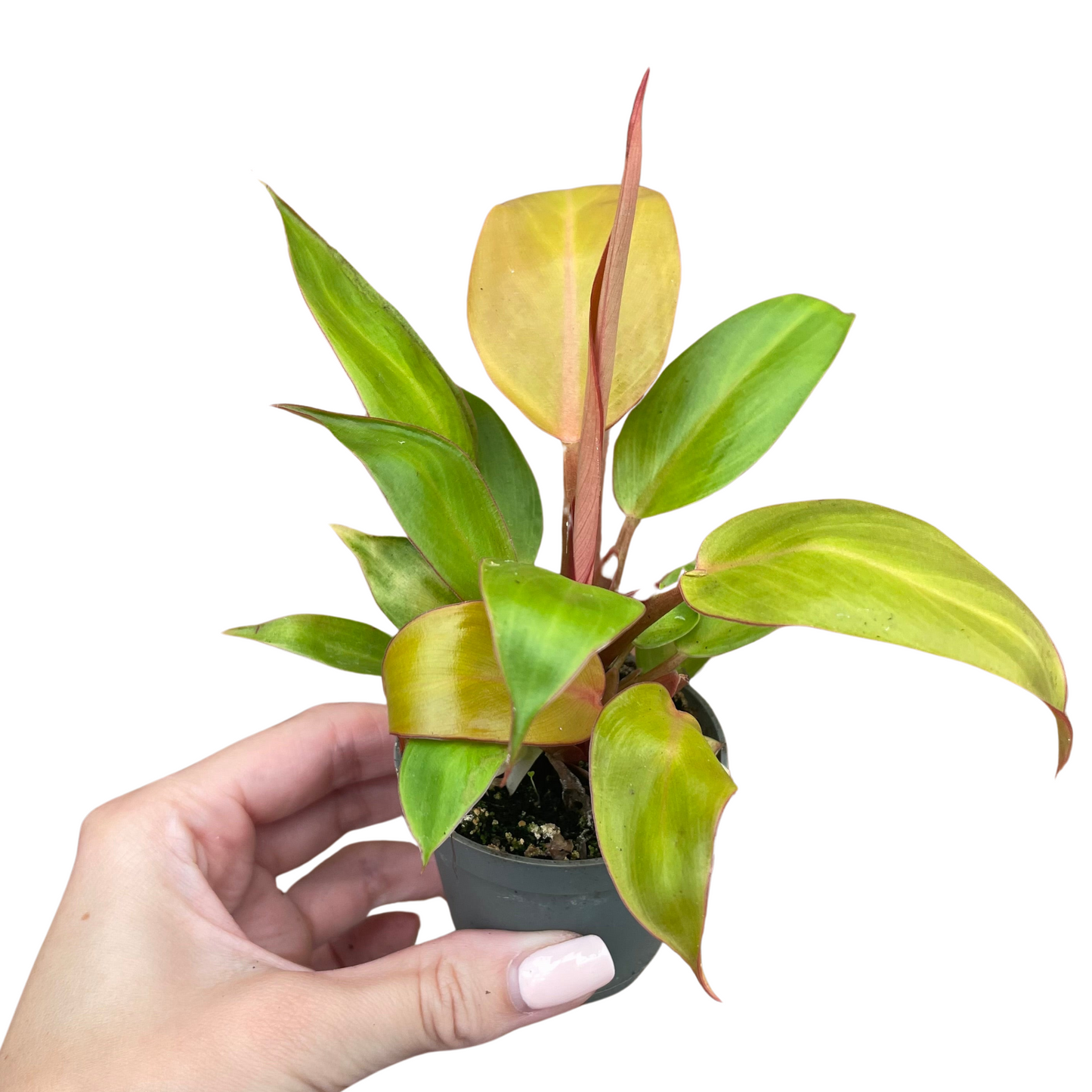 Baby Philodendron Prince of Orange