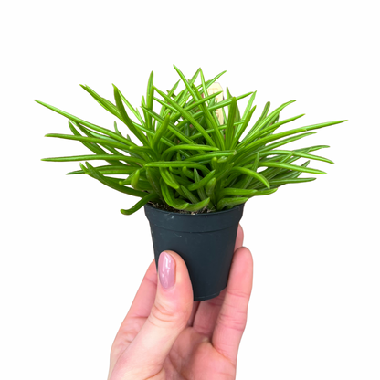 Baby Peperomia Happy Bean