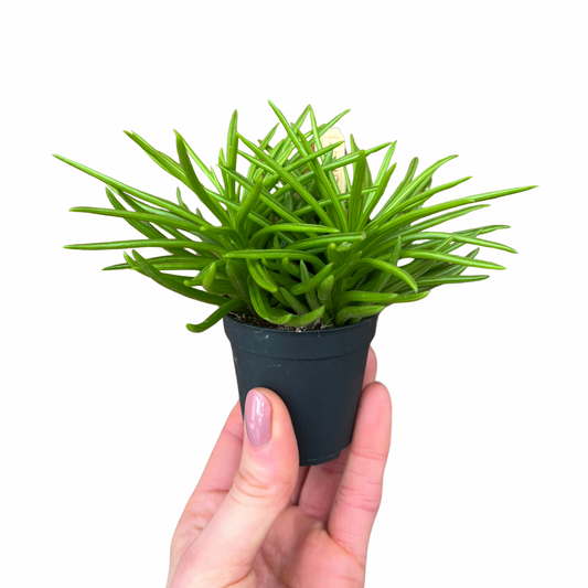 Baby Peperomia Happy Bean