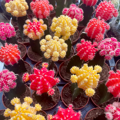 Gymnocalycium Mihanovichii Moon Cactus