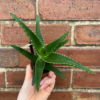 Baby Aloe Mitre Plant