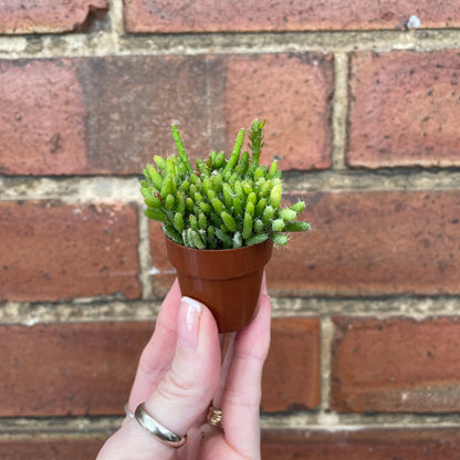 Mini Succulent Mix x3