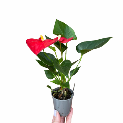 Baby Anthurium Andraeanum
