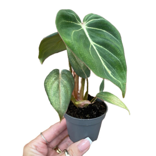 Baby Philodendron Gloriosum