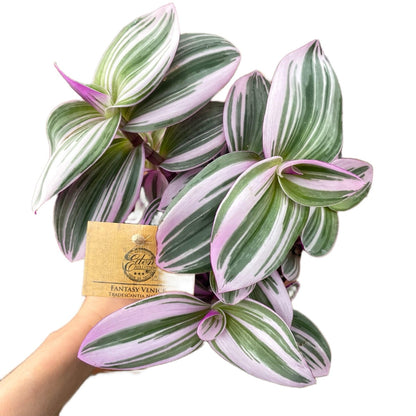 Tradescantia Albiflora Nanouk 12cm