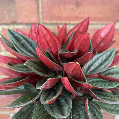 Peperomia Caperata Rosso 12cm pot