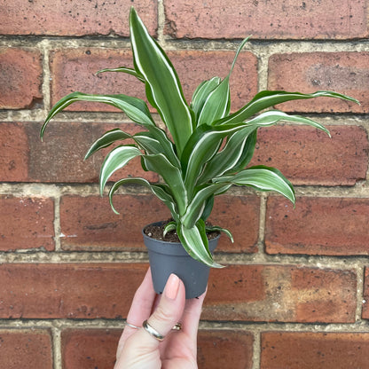 Baby Dracaena Fragrans White Jewel