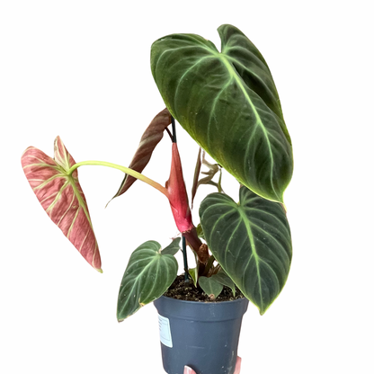 Philodendron El Choco Red