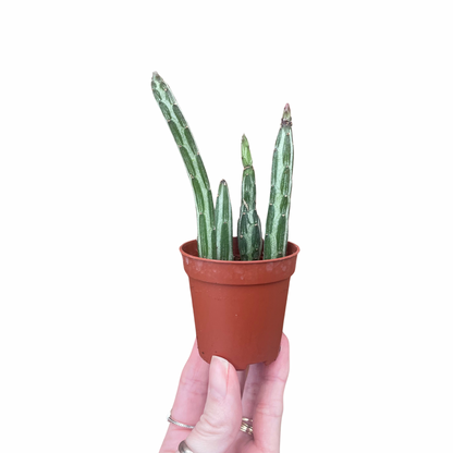 Baby Pickle Cactus Senecio Stapeliiformis