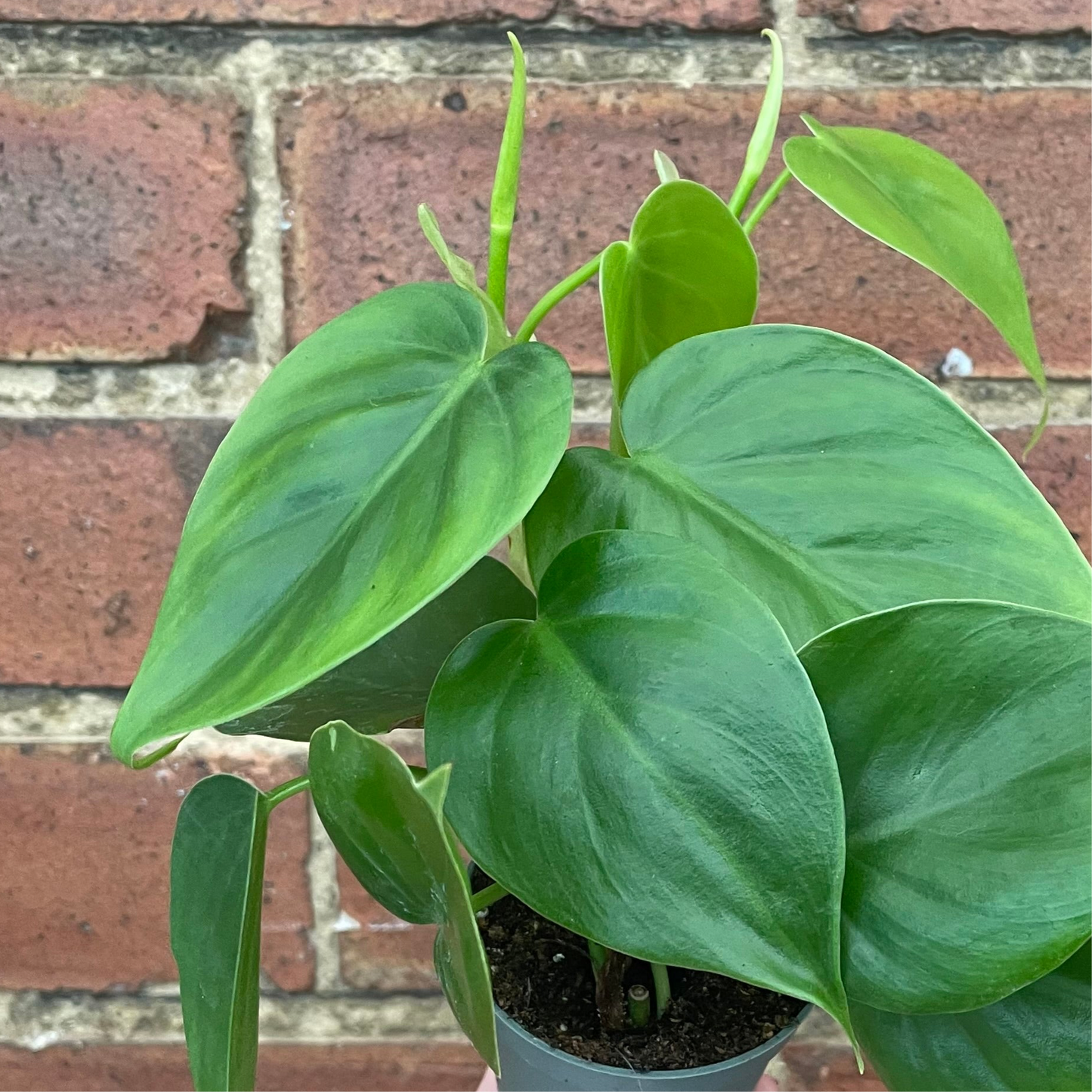Baby Philodendron Sweetheart Scandens
