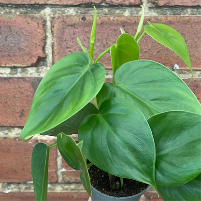 Baby Philodendron Sweetheart Scandens
